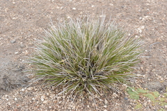 Festuca chrysophylla