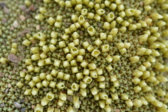 Pycnophyllum tetrastichum