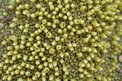 Pycnophyllum tetrastichum