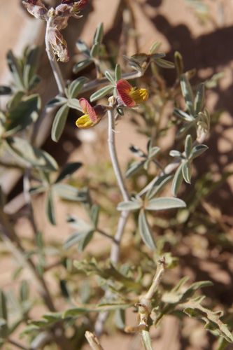 Image of Crotalaria saharae by (c) Olivier Argagnon, some rights reserved (CC BY)