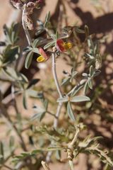 Crotalaria saharae