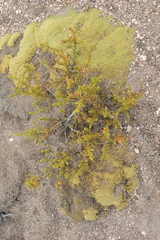 Pycnophyllum tetrastichum