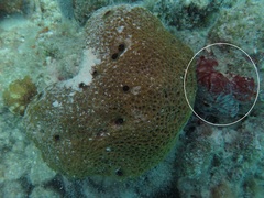 Monanchora arbuscula