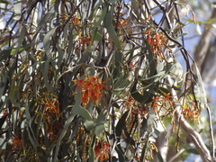 Amyema quandang