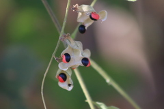 Rhynchosia precatoria