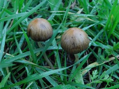 Conocybe siliginea