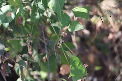 Rhynchosia precatoria