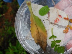 Heterotheca subaxillaris