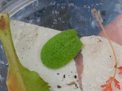 Anthyllis circinnata