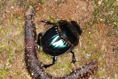 Coprophanaeus saphirinus