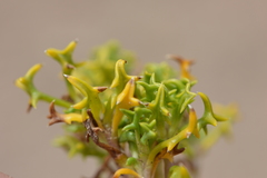 Senecio puchii