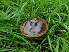 Volvopluteus gloiocephalus