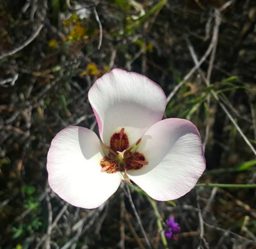 iNaturalist observation photo of Catalina mariposa lily