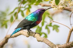 Cinnyris coccinigastrus