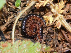 Tetrarthrosoma syriacum