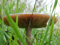 Volvopluteus gloiocephalus