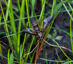 Acanthocera