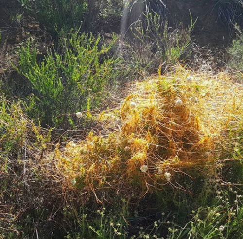 iNaturalist observation photo of California dodder