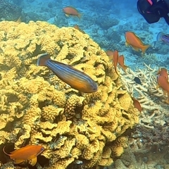 Paracheilinus octotaenia