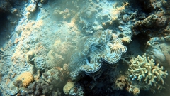 Tridacna squamosa