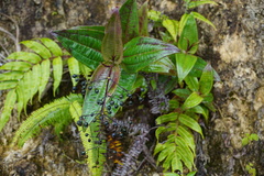 Miconia asclepiadea