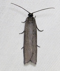 Urodus parvula