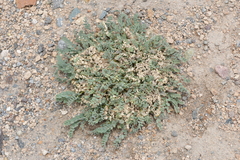 Astragalus arequipensis