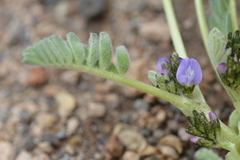 Astragalus arequipensis