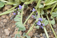 Astragalus arequipensis