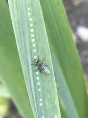Phytomyza gymnostoma