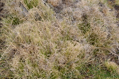 Calamagrostis curvula