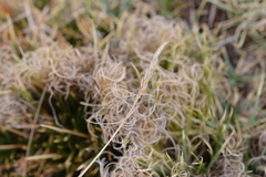 Calamagrostis curvula