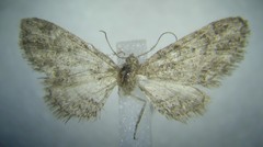 Eupithecia columbiata