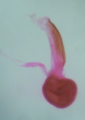 Eupithecia columbiata