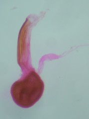 Eupithecia columbiata