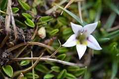 Lobelia oligophylla