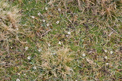 Lobelia oligophylla