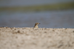 Oenanthe isabellina