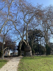 Platanus × hispanica
