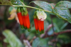 Macleania macrantha