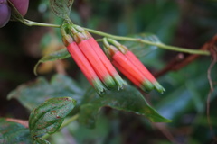 Macleania macrantha