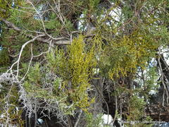 Phoradendron minutifolium