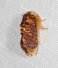 Pseudanapaea denotata