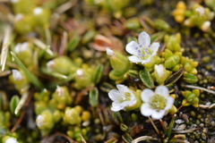 Arenaria rivularis
