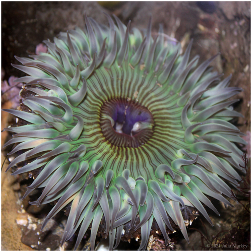 Sunburst Anemone, photo 5 of 8