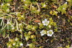 Arenaria rivularis