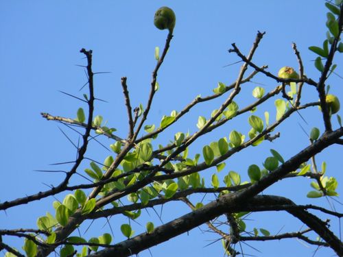 Leuenbergeria lychnidiflora