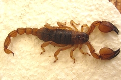 Scorpio kruglovi