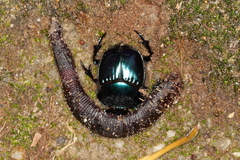 Coprophanaeus saphirinus