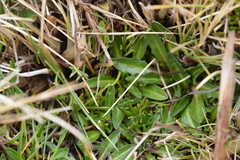 Hypochaeris taraxacoides